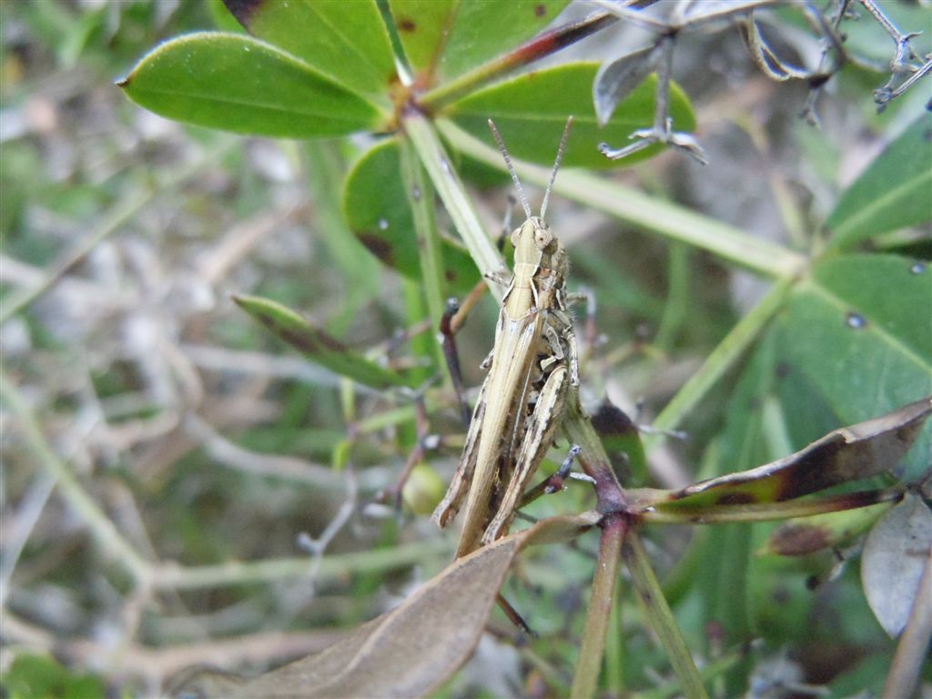 Chorthippus brunneus brunneus con acaro e Omocestus cfr petraeus